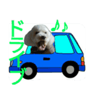 愛犬すいか（個別スタンプ：14）