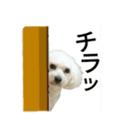 愛犬すいか（個別スタンプ：15）