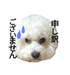 愛犬すいか（個別スタンプ：16）