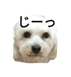愛犬すいか（個別スタンプ：18）
