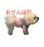 愛犬すいか（個別スタンプ：19）