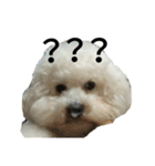 愛犬すいか（個別スタンプ：20）
