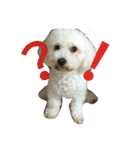 愛犬すいか（個別スタンプ：21）