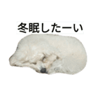 愛犬すいか（個別スタンプ：22）