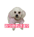 愛犬すいか（個別スタンプ：23）