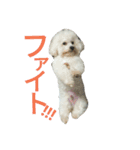 愛犬すいか（個別スタンプ：24）
