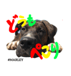 MARLEY #RAGGAE（個別スタンプ：1）