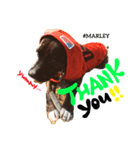 MARLEY #RAGGAE（個別スタンプ：3）