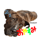 MARLEY #RAGGAE（個別スタンプ：6）