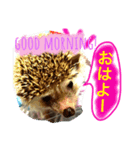 ハリネズミからの一言（個別スタンプ：1）