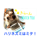 ハリネズミからの一言（個別スタンプ：4）