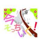 korokome stumps（個別スタンプ：16）