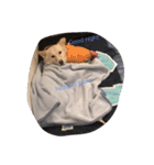 ざっしゅのしんじ②（個別スタンプ：1）