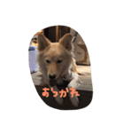 ざっしゅのしんじ②（個別スタンプ：9）