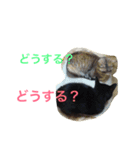 p.s.s.p（個別スタンプ：1）