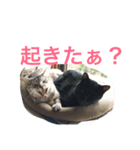 p.s.s.p（個別スタンプ：3）