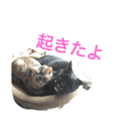 p.s.s.p（個別スタンプ：4）