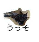 p.s.s.p（個別スタンプ：7）