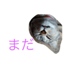 p.s.s.p（個別スタンプ：10）