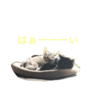 p.s.s.p（個別スタンプ：12）