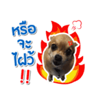 Kane ＆ The Gang（個別スタンプ：13）