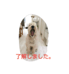 ウィートンテリア（個別スタンプ：3）
