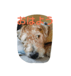 ウィートンテリア（個別スタンプ：4）