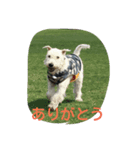 ウィートンテリア（個別スタンプ：8）