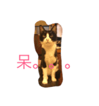 Do Mi the Cats（個別スタンプ：1）