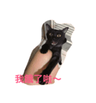 Do Mi the Cats（個別スタンプ：2）