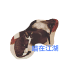 Do Mi the Cats（個別スタンプ：3）