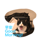 Do Mi the Cats（個別スタンプ：5）