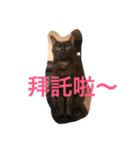 Do Mi the Cats（個別スタンプ：6）