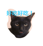 Do Mi the Cats（個別スタンプ：7）