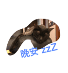 Do Mi the Cats（個別スタンプ：8）