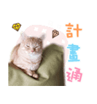 Orange meow Q（個別スタンプ：3）