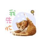 Orange meow Q（個別スタンプ：5）