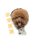 MarukoBaby（個別スタンプ：20）