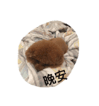 MarukoBaby（個別スタンプ：24）