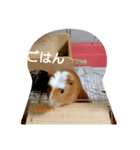 モルモットもっさん（個別スタンプ：2）