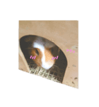 モルモットもっさん（個別スタンプ：3）