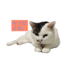 愛しのチビ♡（個別スタンプ：10）