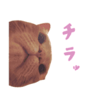 むぎもぐ3（個別スタンプ：1）