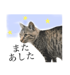 公園の猫ちゃん's（個別スタンプ：1）