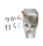 公園の猫ちゃん's（個別スタンプ：4）