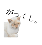 公園の猫ちゃん's（個別スタンプ：5）