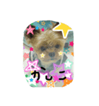 まみと犬の日常（個別スタンプ：3）