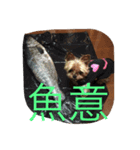 まみと犬の日常（個別スタンプ：5）