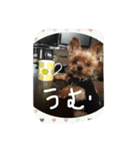 まみと犬の日常（個別スタンプ：6）