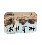 まみと犬の日常（個別スタンプ：7）